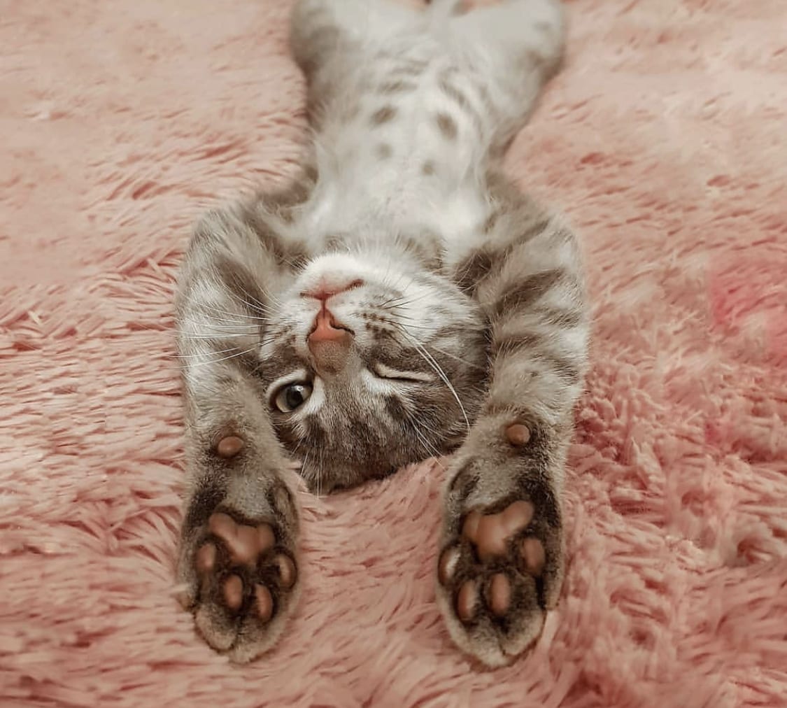A cat lying on its back on the blanket with its paws up while winking