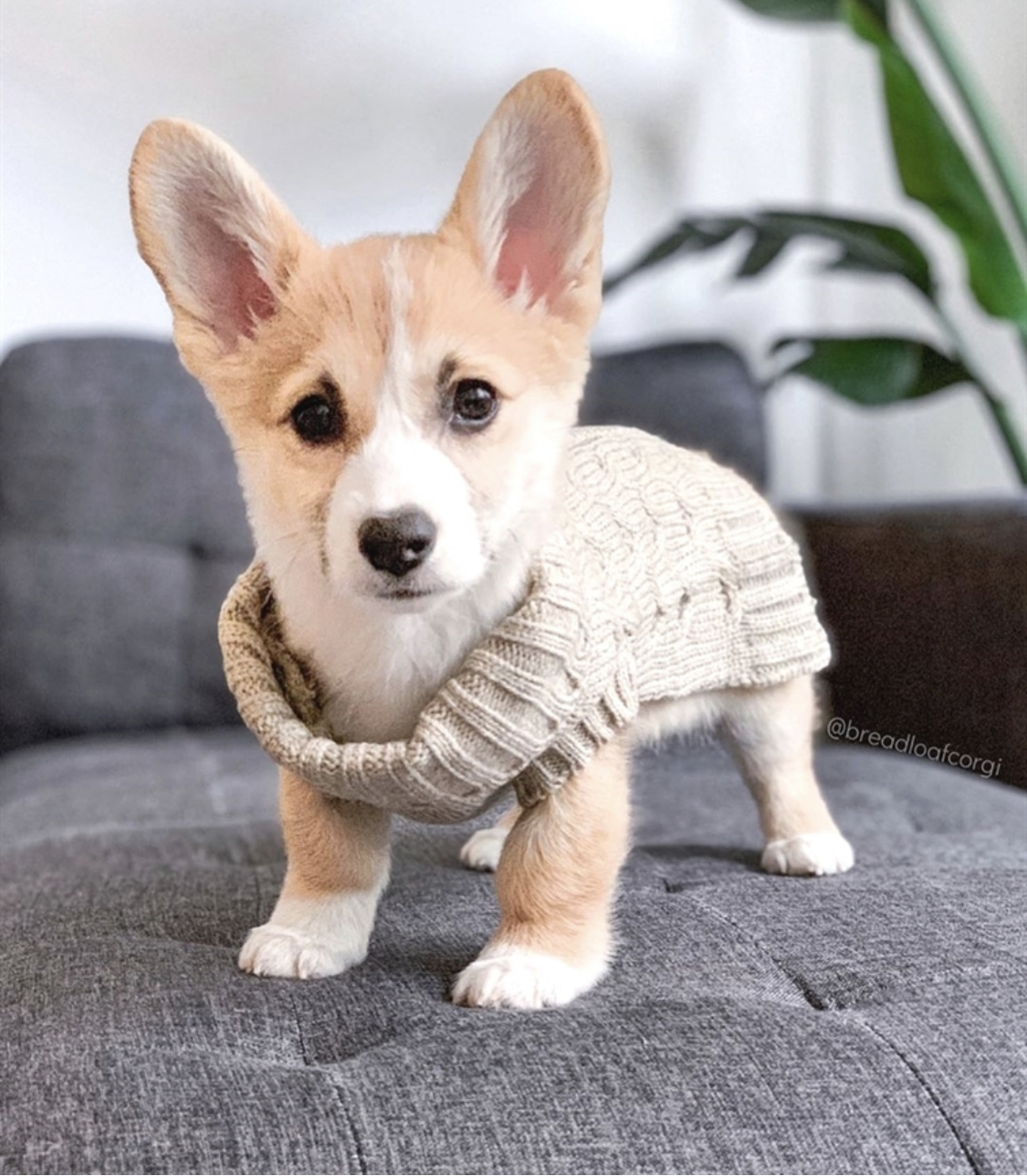 Corgi puppy wearing a sweater while standing on top of the couch