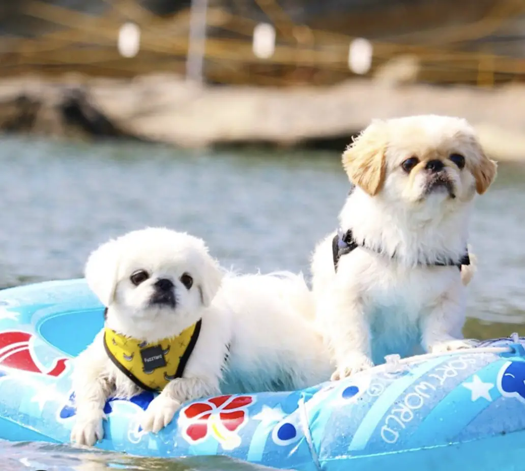 two Pekingeses sitting on top of a blue floaties in the water