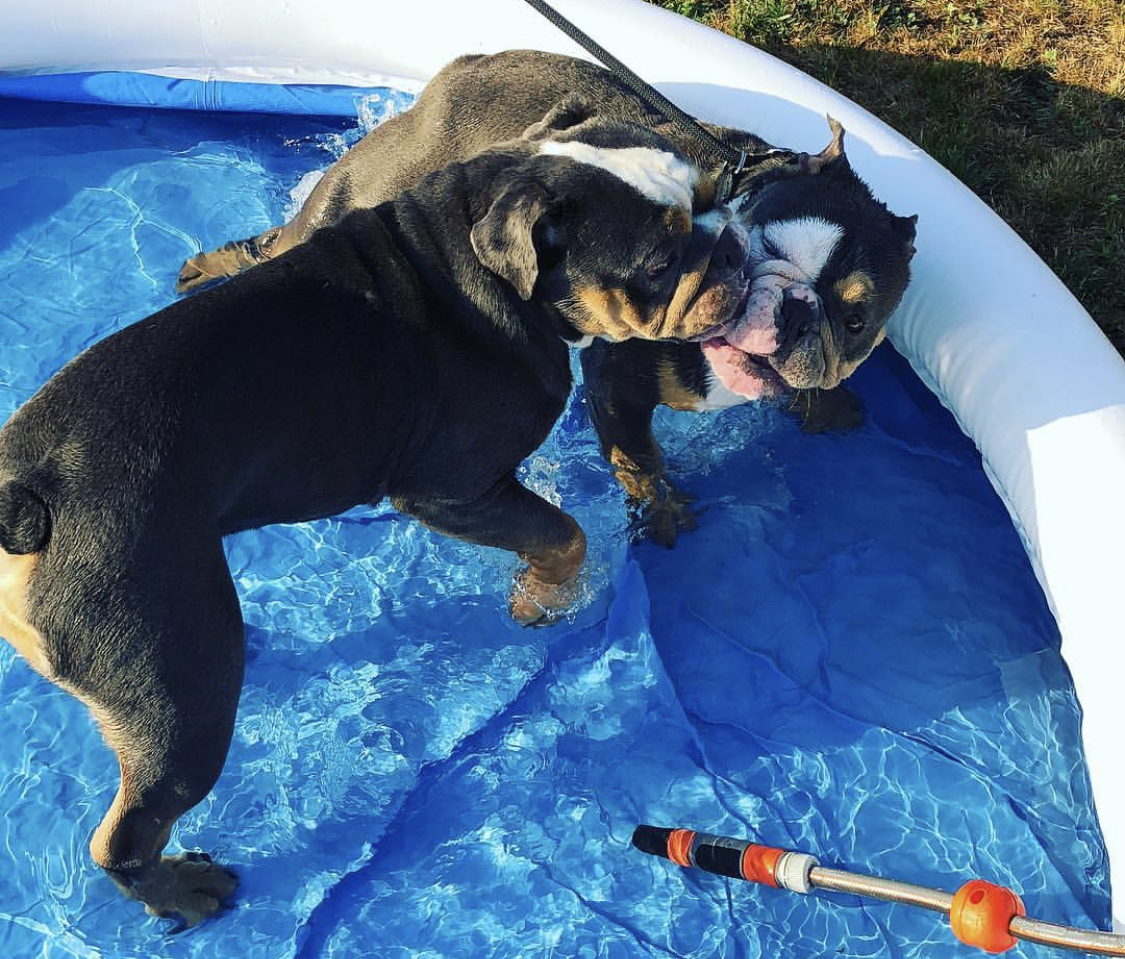 two English Bulldogs playing together in the pool