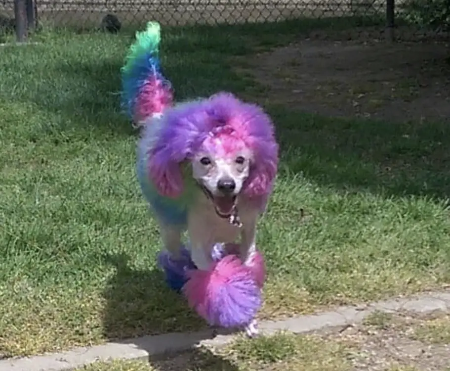 A white Poodle with purple, pink, green, and blue fur color running at the park