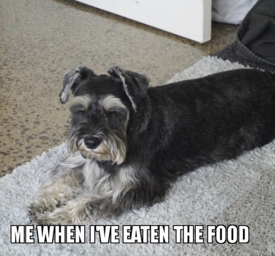 Schnauzer lying down on the carpet with its eyes closed photo with a text 