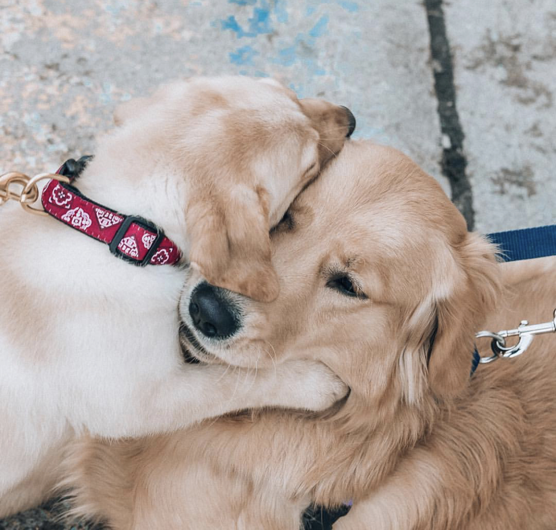 A yellow Labrador Retriever puppy hugging a golden retriever lying down on the pavement