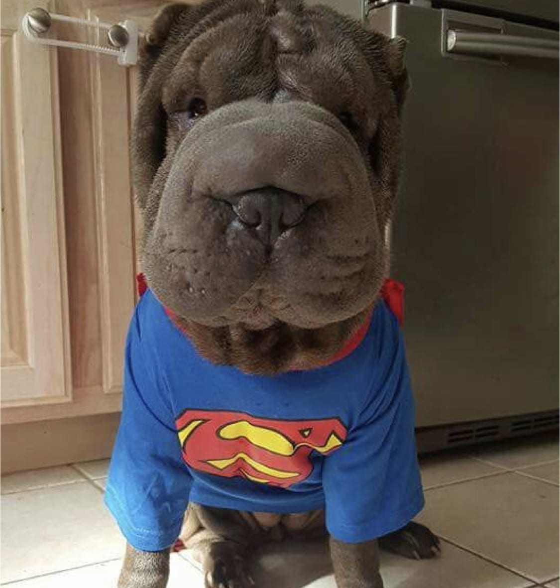 Shar Pei in superman costume