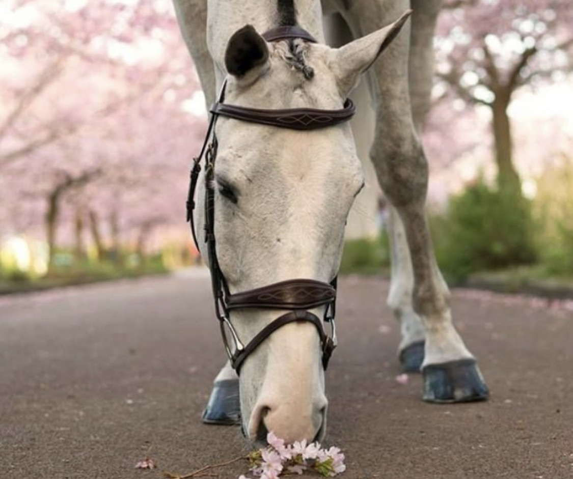 white Horse smelling the pink flower on the concrete pavement