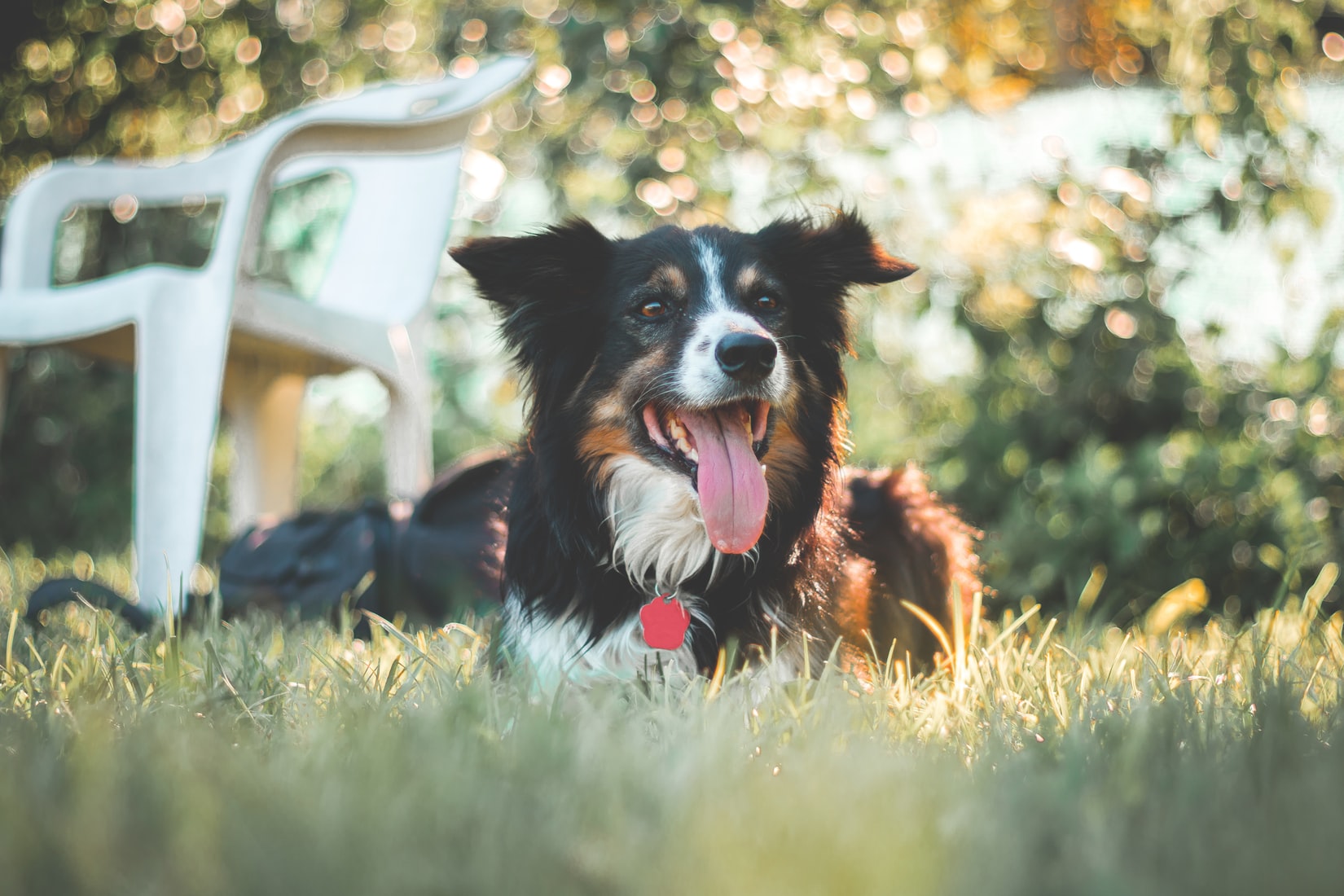 A Border Collie lying on the grass