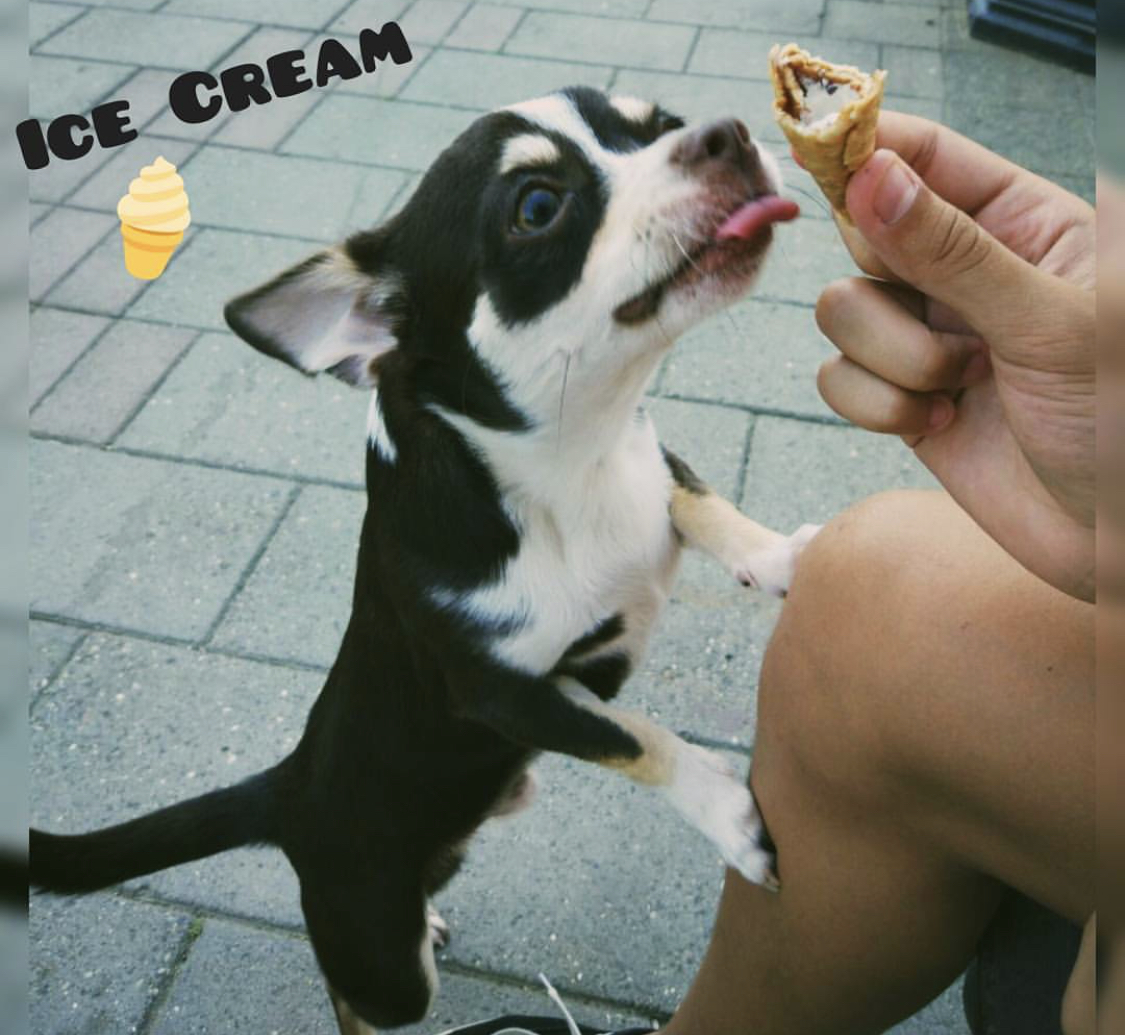 A Chihuahua standing up leaning on the legs of person trying to lick the cone from the hand of a person
