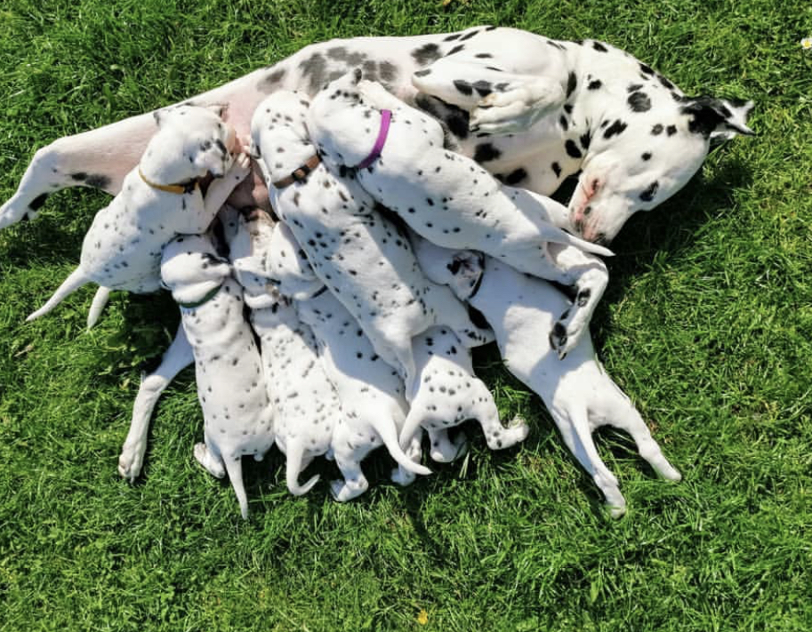 Dalmatian puppies feeding from their mother lying on the grass under the sun