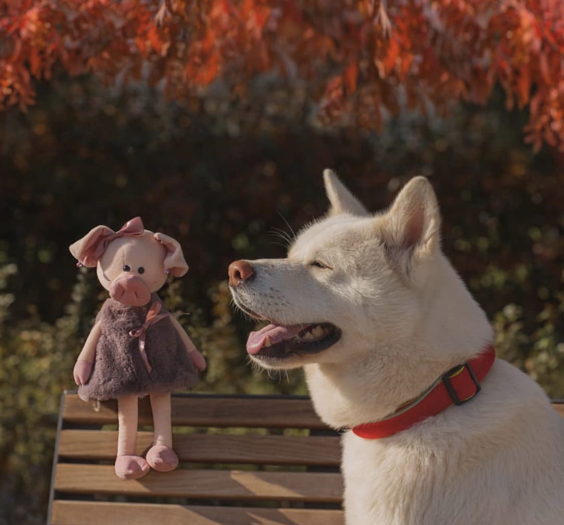 An Akita sitting on the bench with a pig stuffed toy behind him