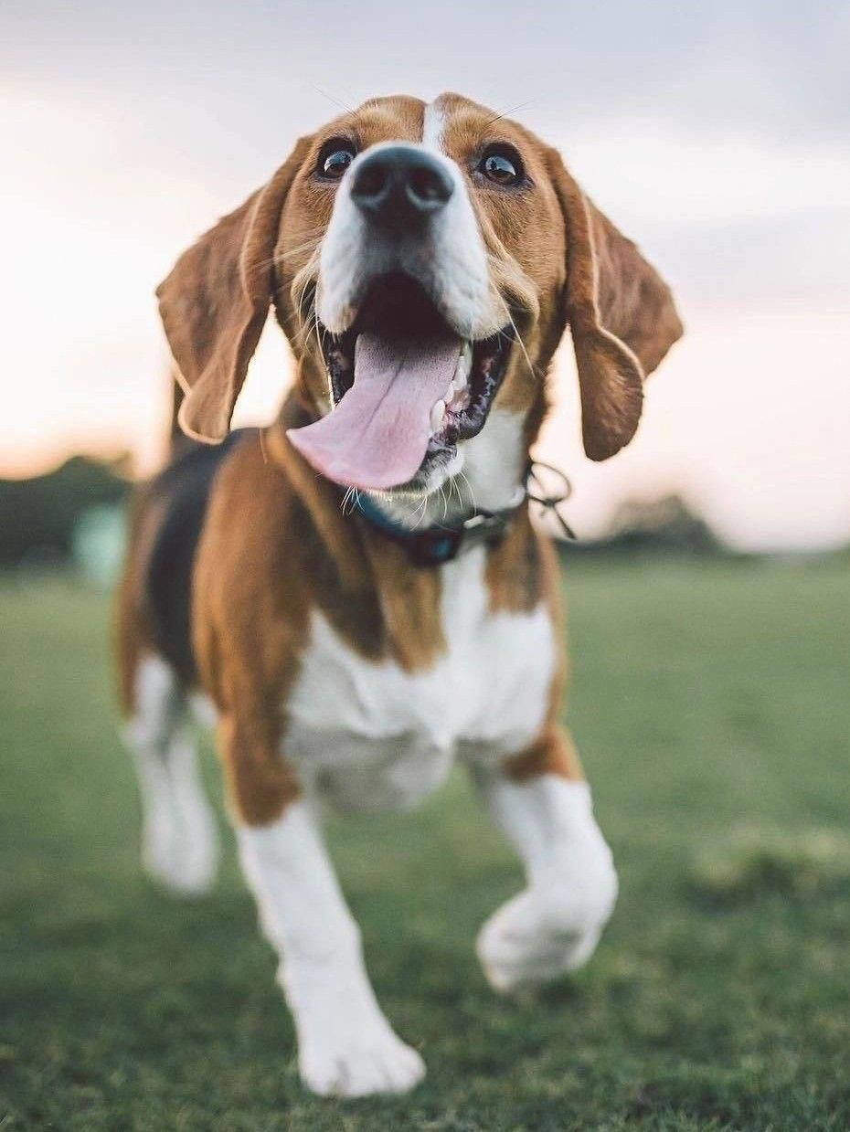 A Beagle walking in the grass while looking up and smiling