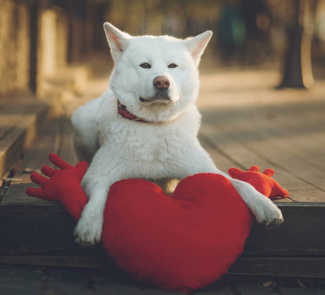 white Akita lying down on the wooden floor in front of a red heart shaped pillow with hands