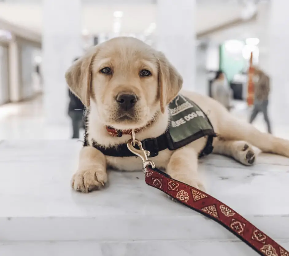 A yellow Labrador Retriever puppy lying on the counter top at the mall