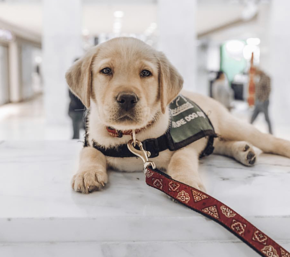 A yellow Labrador Retriever puppy lying on the counter top at the mall