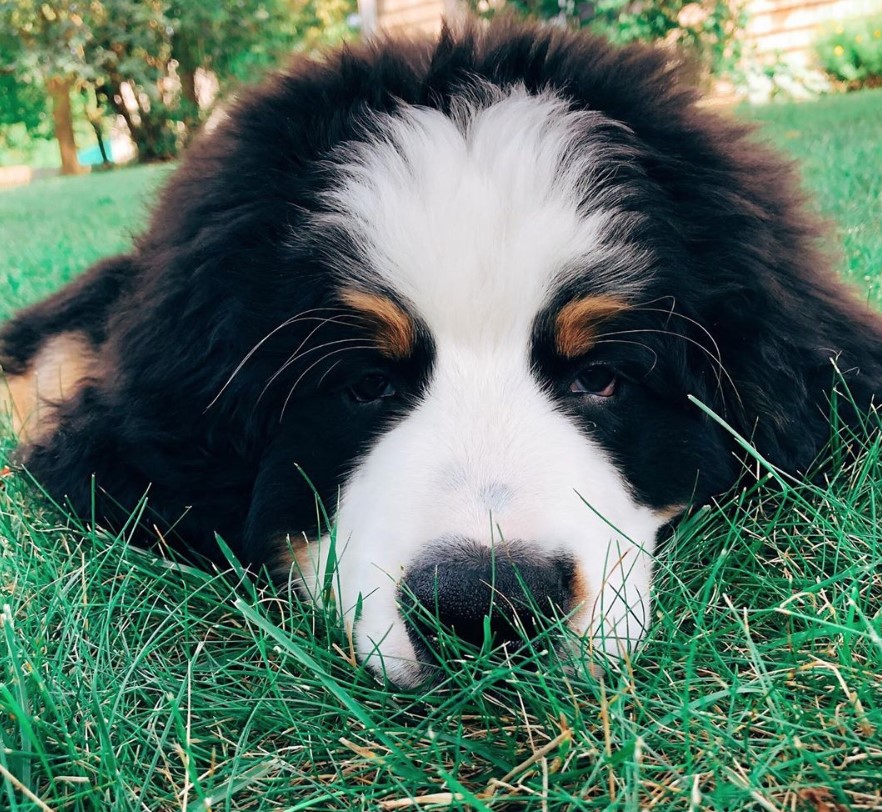 Bernese Mountain dog lying on the green grass
