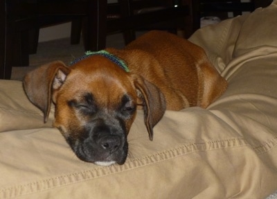 A Boxer Chow sleeping on the bed at night