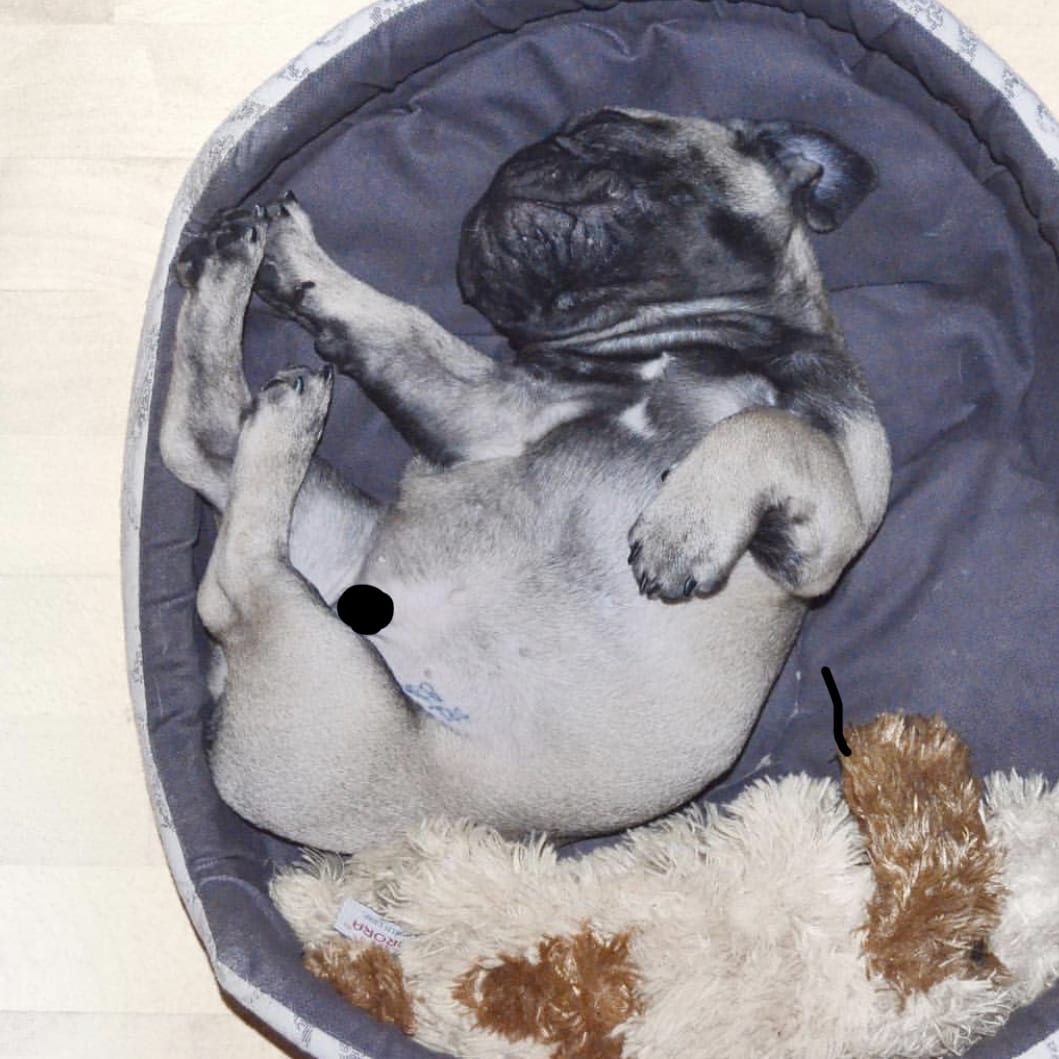 A French Bulldog sleeping on its round bed