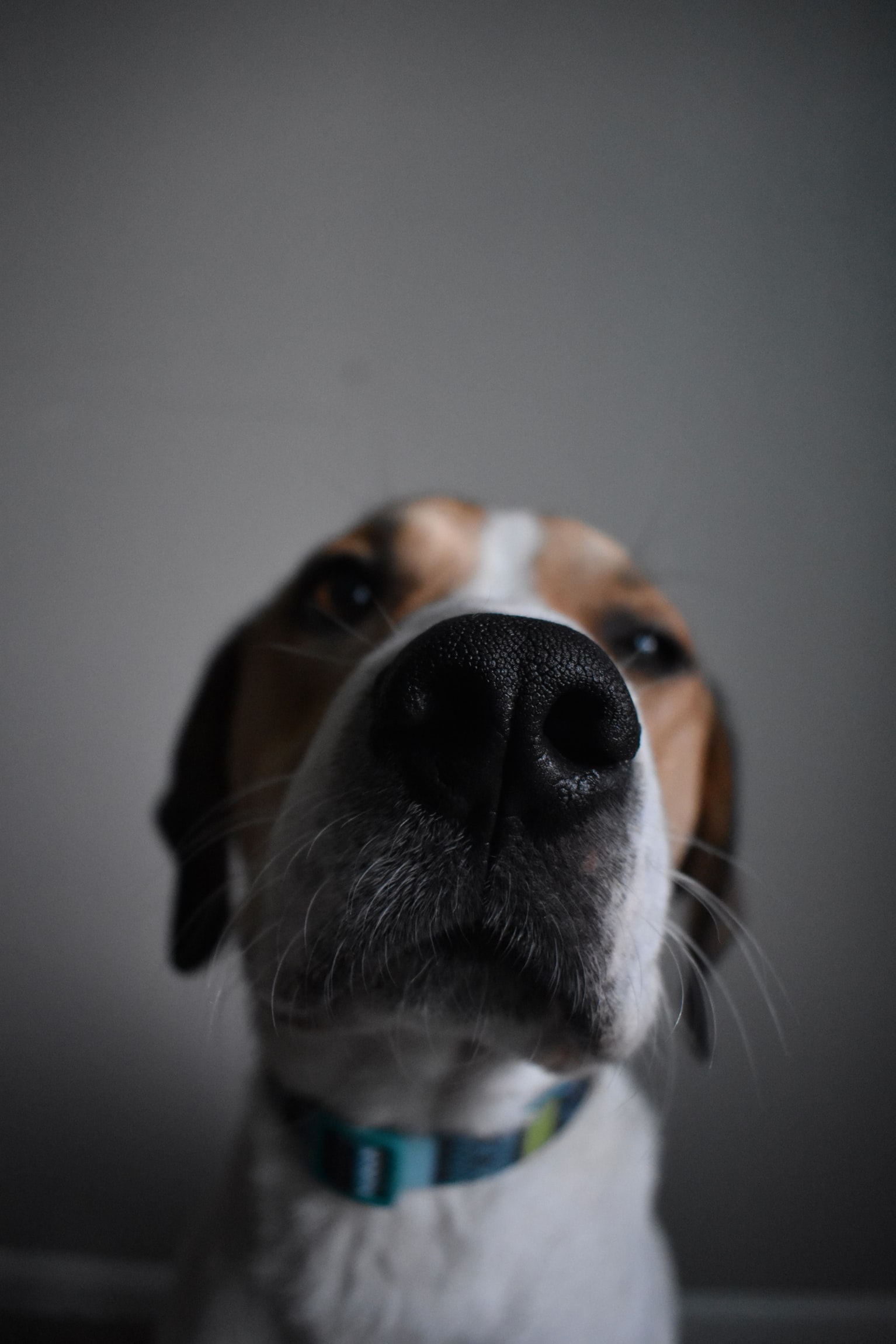 close up photo of the nose of a Beagle