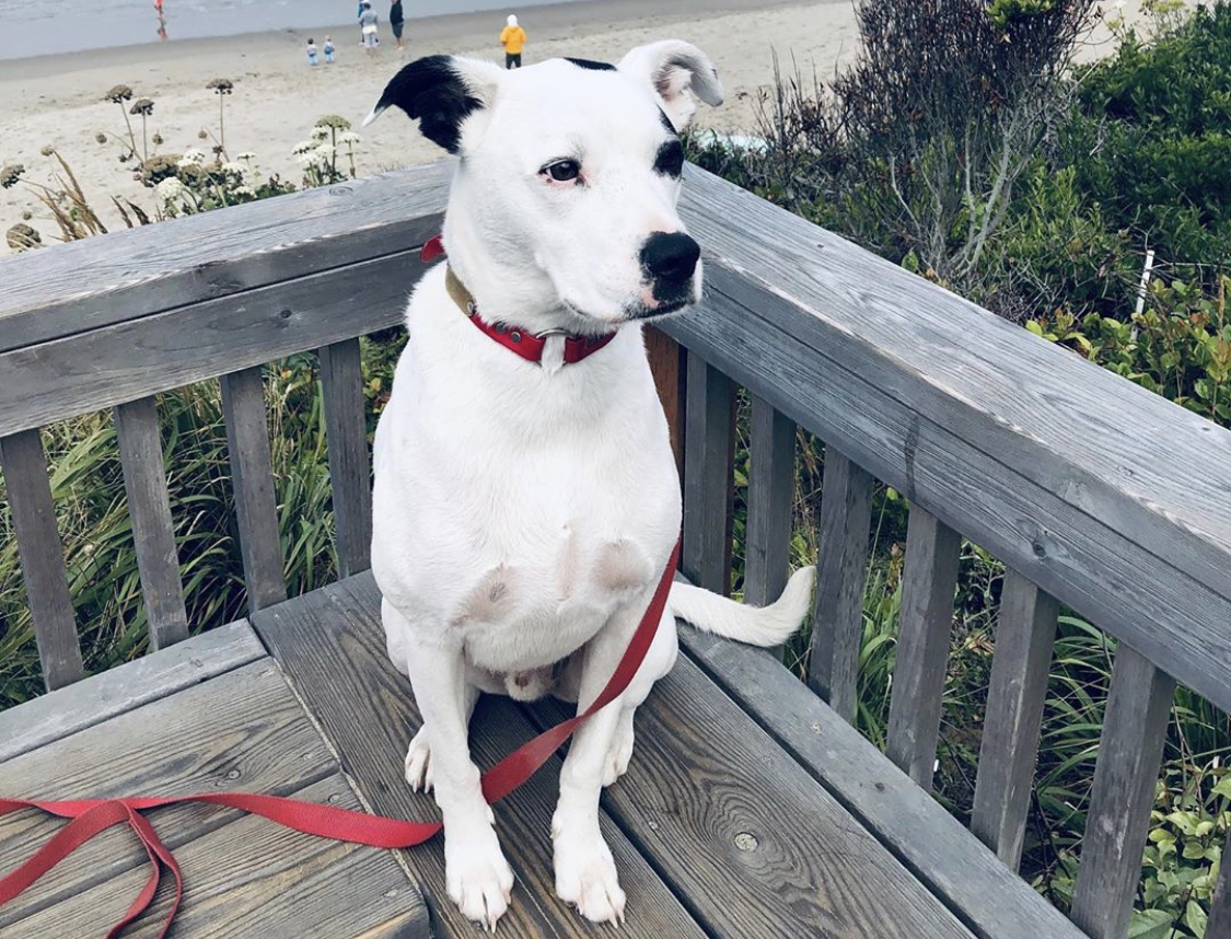 Boxer Collie sitting on the corner of the balcony