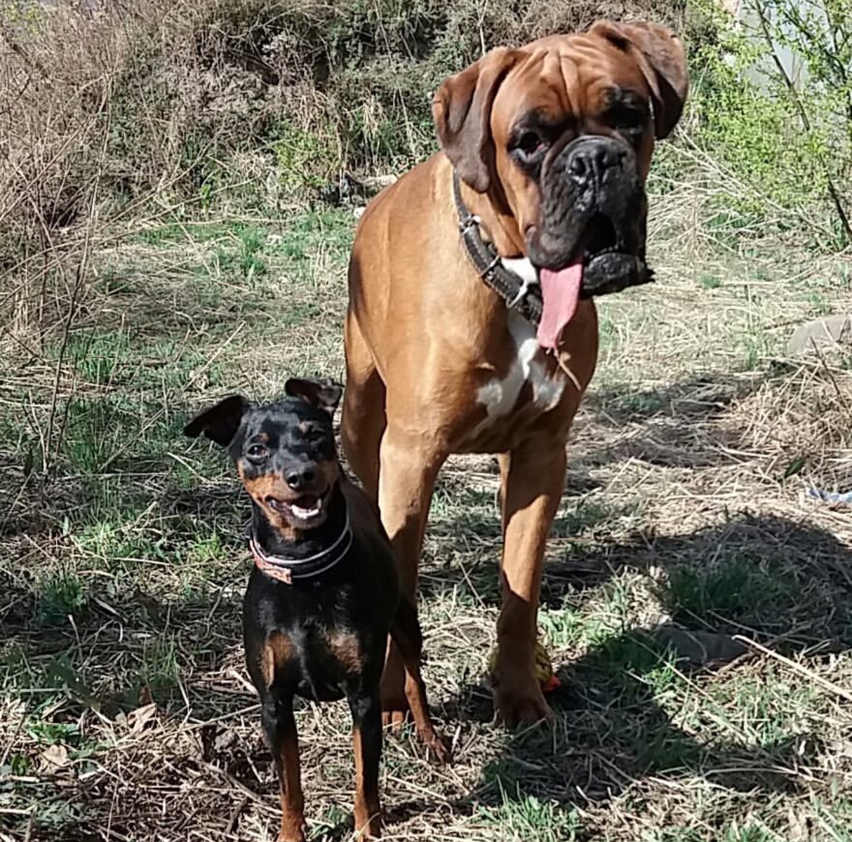 A Boxer dog with another dog standing in the forest