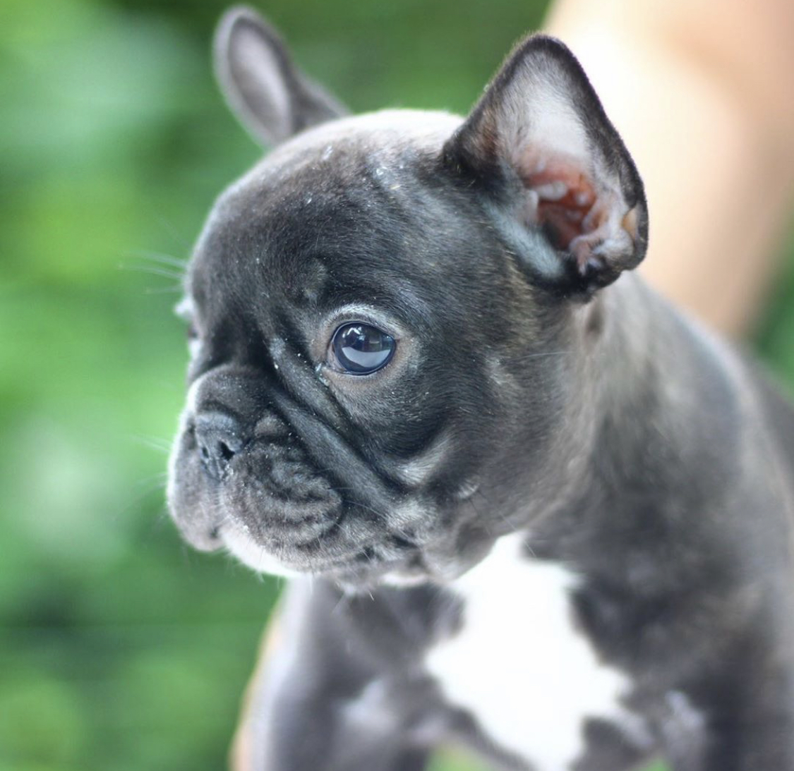 French Bulldog puppy looking sideways