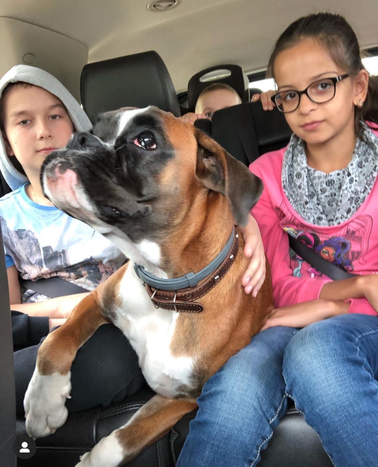 A Boxer dog sitting in the backseat in between the two kids