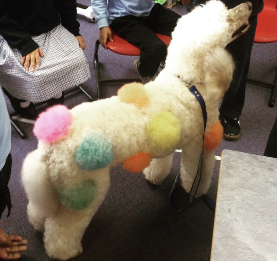 A white Poodle with yellow, blue, pink, and green fur balls on its body standing on the floor