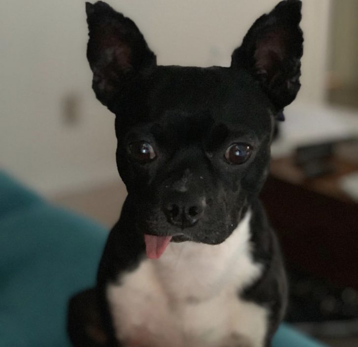 A black and white Boshuahua sitting on top of the bed with its tongue sticking out from the side of its mouth