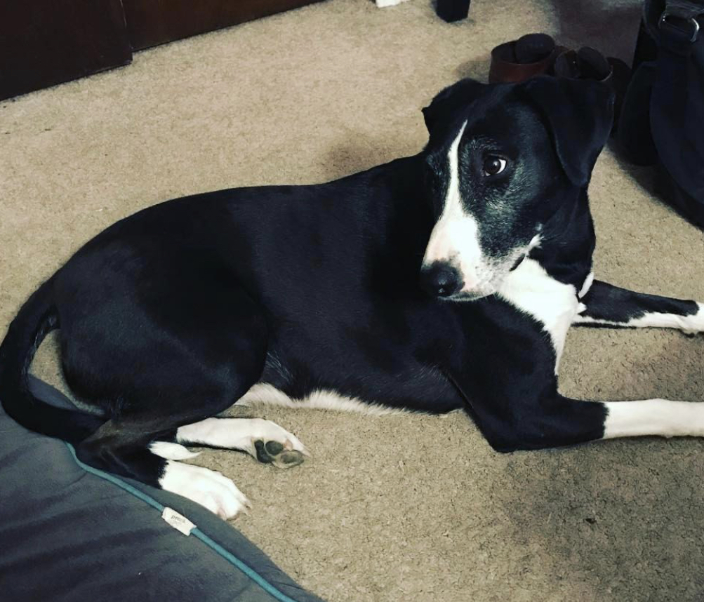 Bullter Collie lying down on the floor while looking back with its begging face