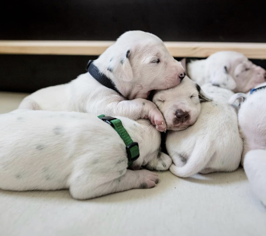 Dalmatian puppies sleeping together on their bed