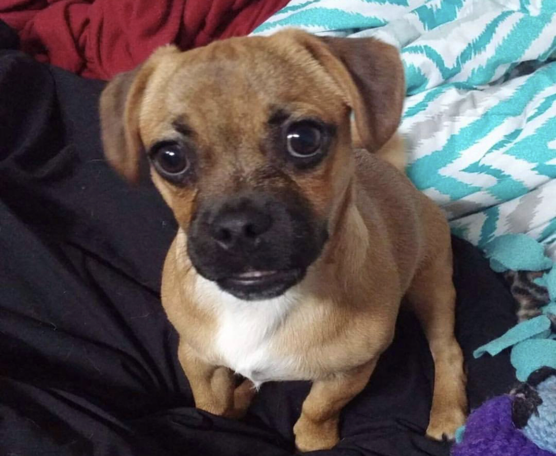 Jack Pugsel sitting on the bed while looking up with its curious face