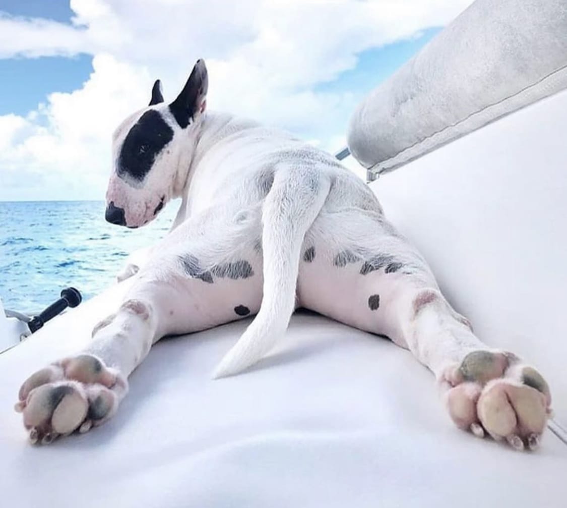 Bull Terrier lying down in the boat