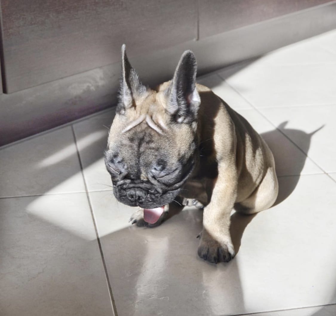 A French Bulldog sitting on the floor while yawning