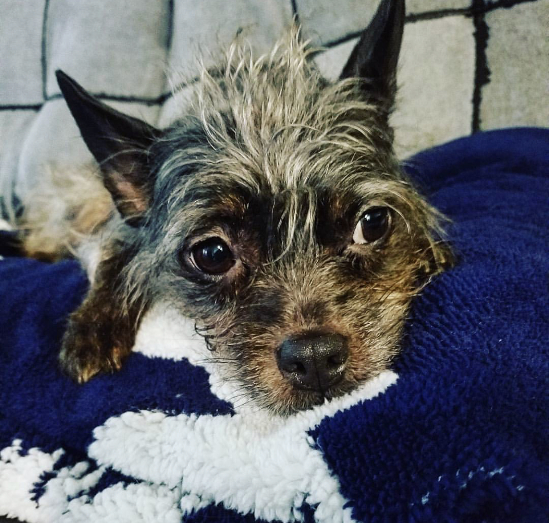 A Schterrier lying on top of the bed