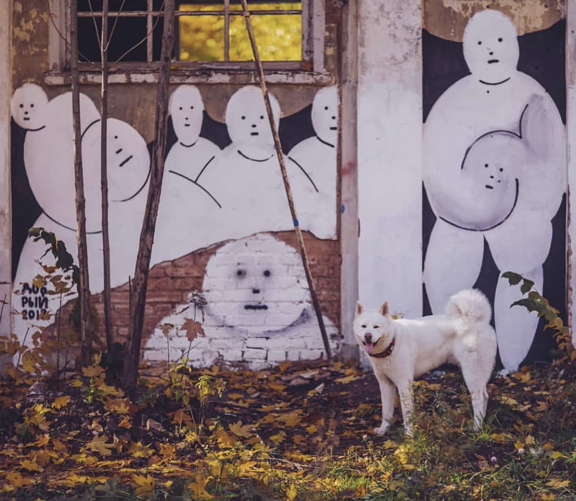 An Akita standing in front of a building with artwork