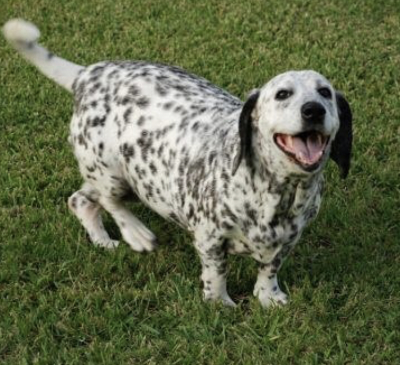 a happy Dalma Hound standing on the green grass