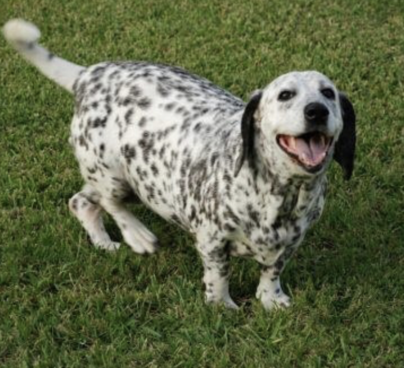 a happy Dalma Hound standing on the green grass