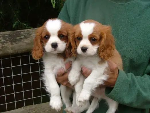 carrying two cavalier king charles spaniel puppies