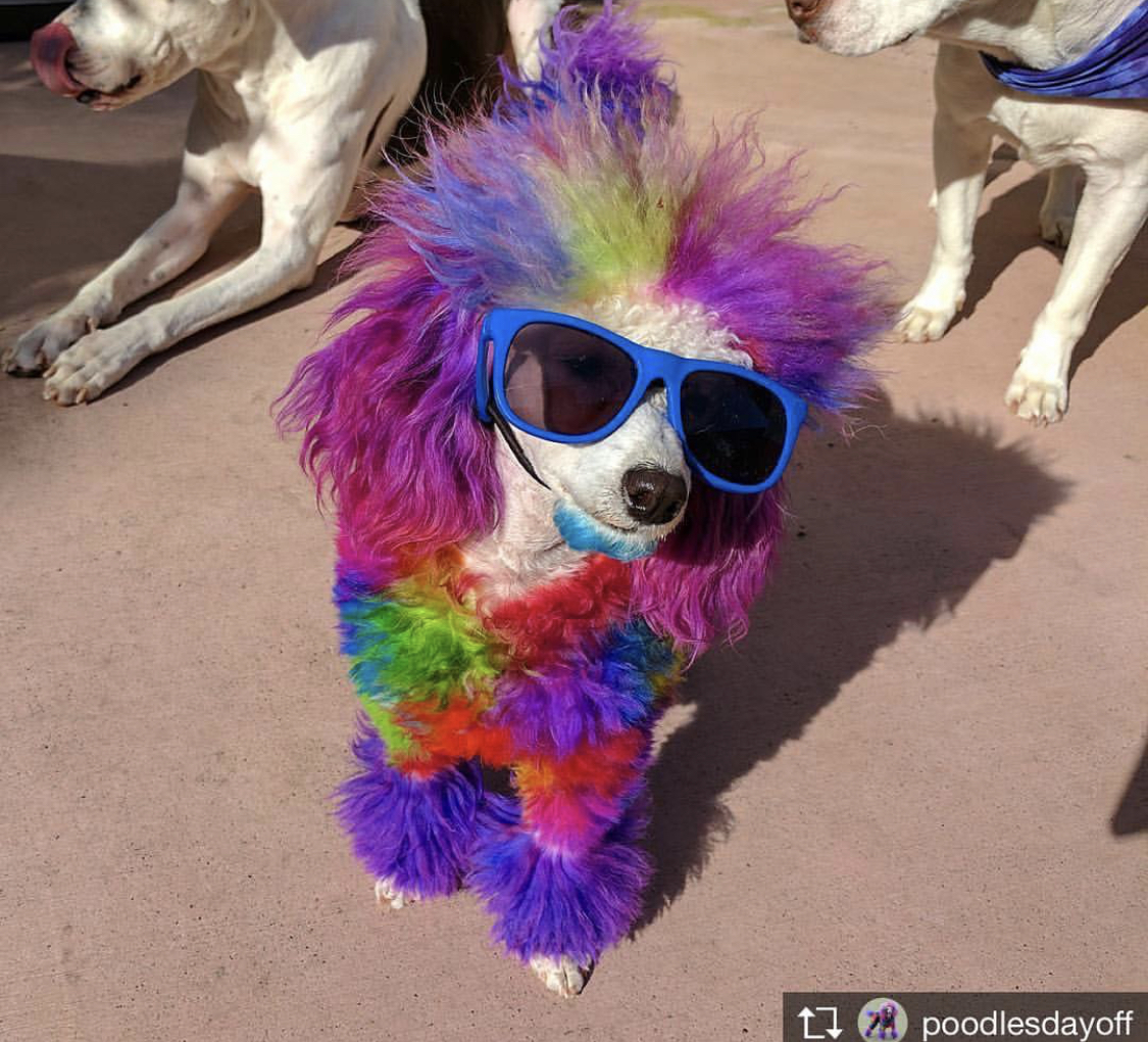 A Poodle with funky colorful fur standing on the floor while wearing sunglasses under the sun