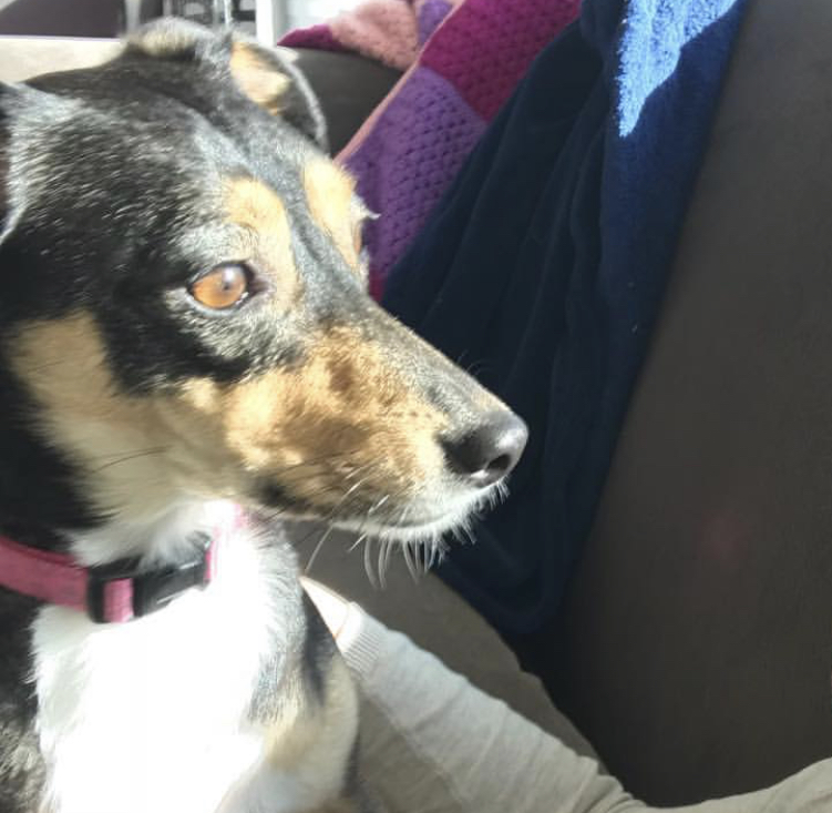 Jack Shepherd on the couch looking outside with sunlight on its face