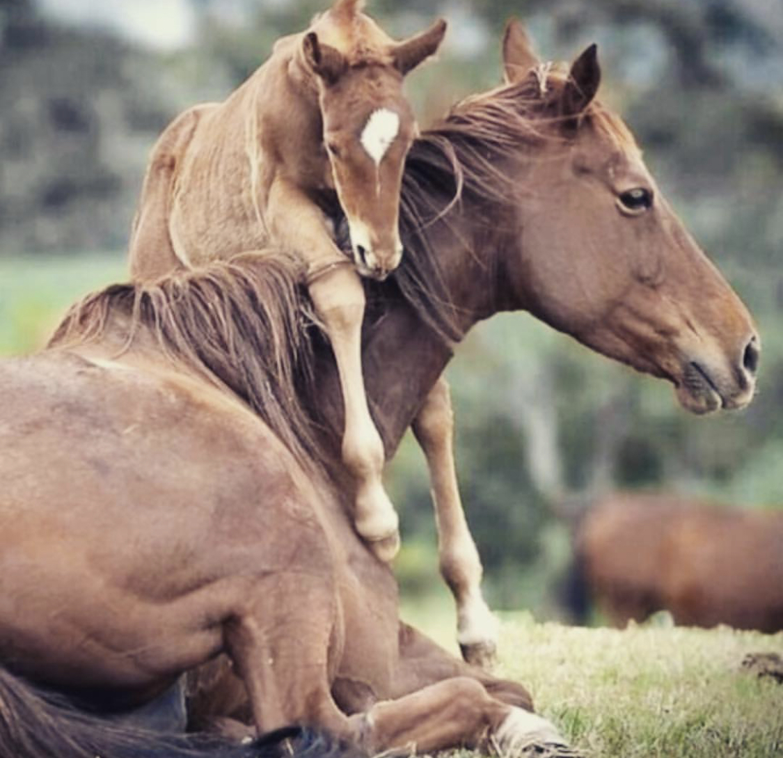 adult and foal brown hose resting in the field