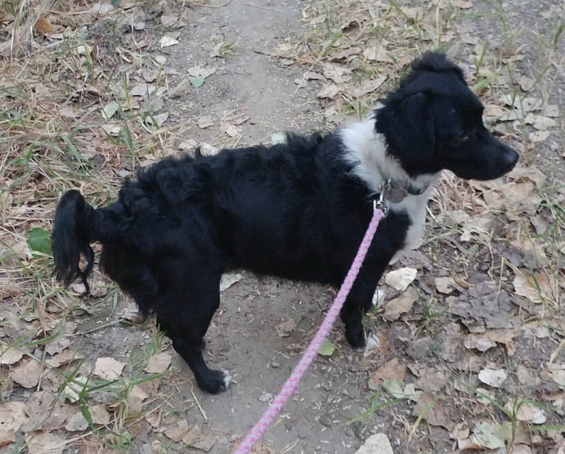 Dach Collie with black and white fur taking a walk at the park