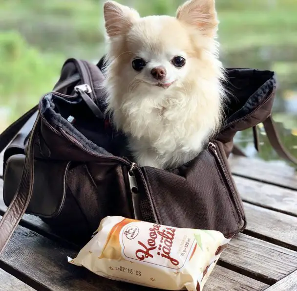 A chihuahua inside a bag on top of the table with a pack of icecream in front of him