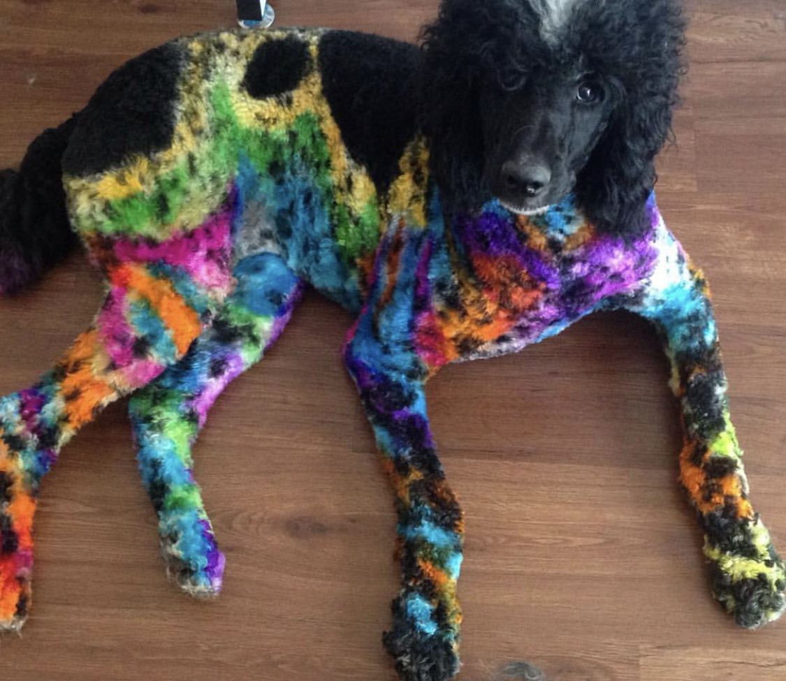 A black Poodle with colorful body color while lying on the floor