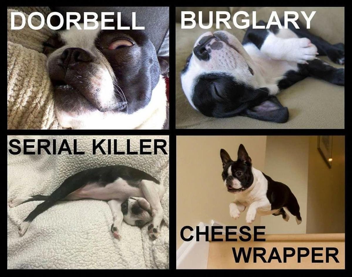 Boston Terrier Memes collage
