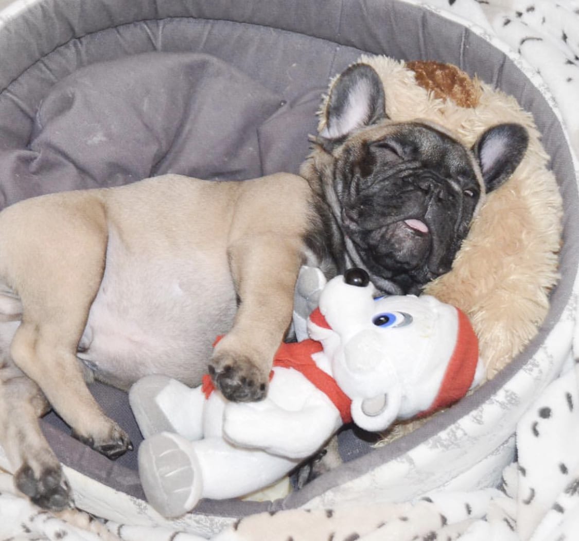 A French Bulldog sleeping soundly on its bed with its paw patrol stuffed toy