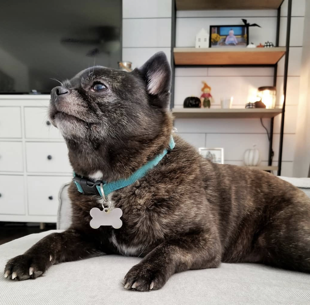 Pomerrier lying on top of the couch