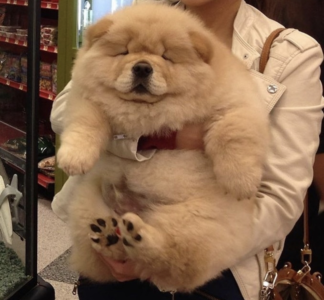 A woman carrying a chow chow chow puppy