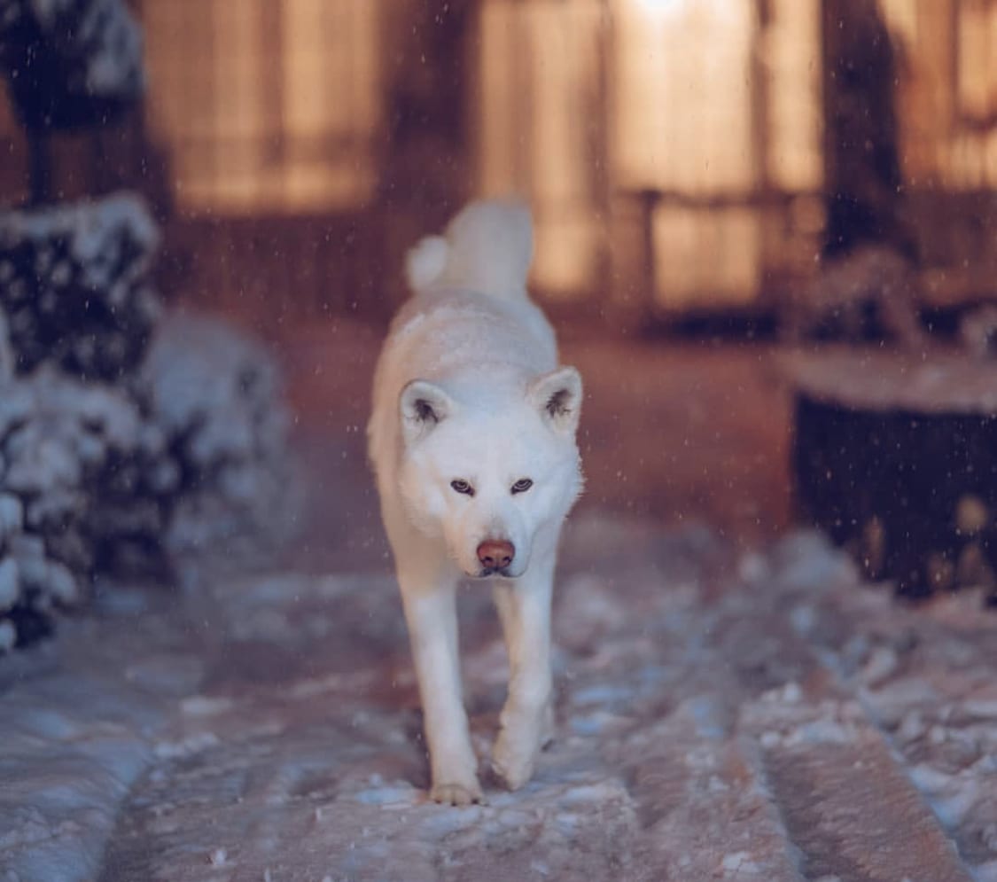 white Akita walking in the hallway going to the front door while in winter