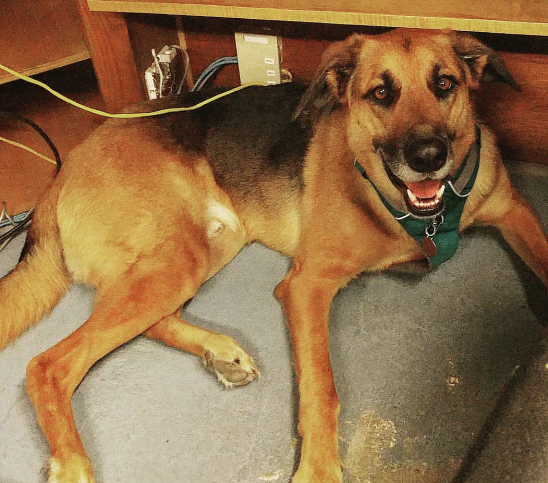 smiling Great Shepherd while lying next to a wooden cabinet