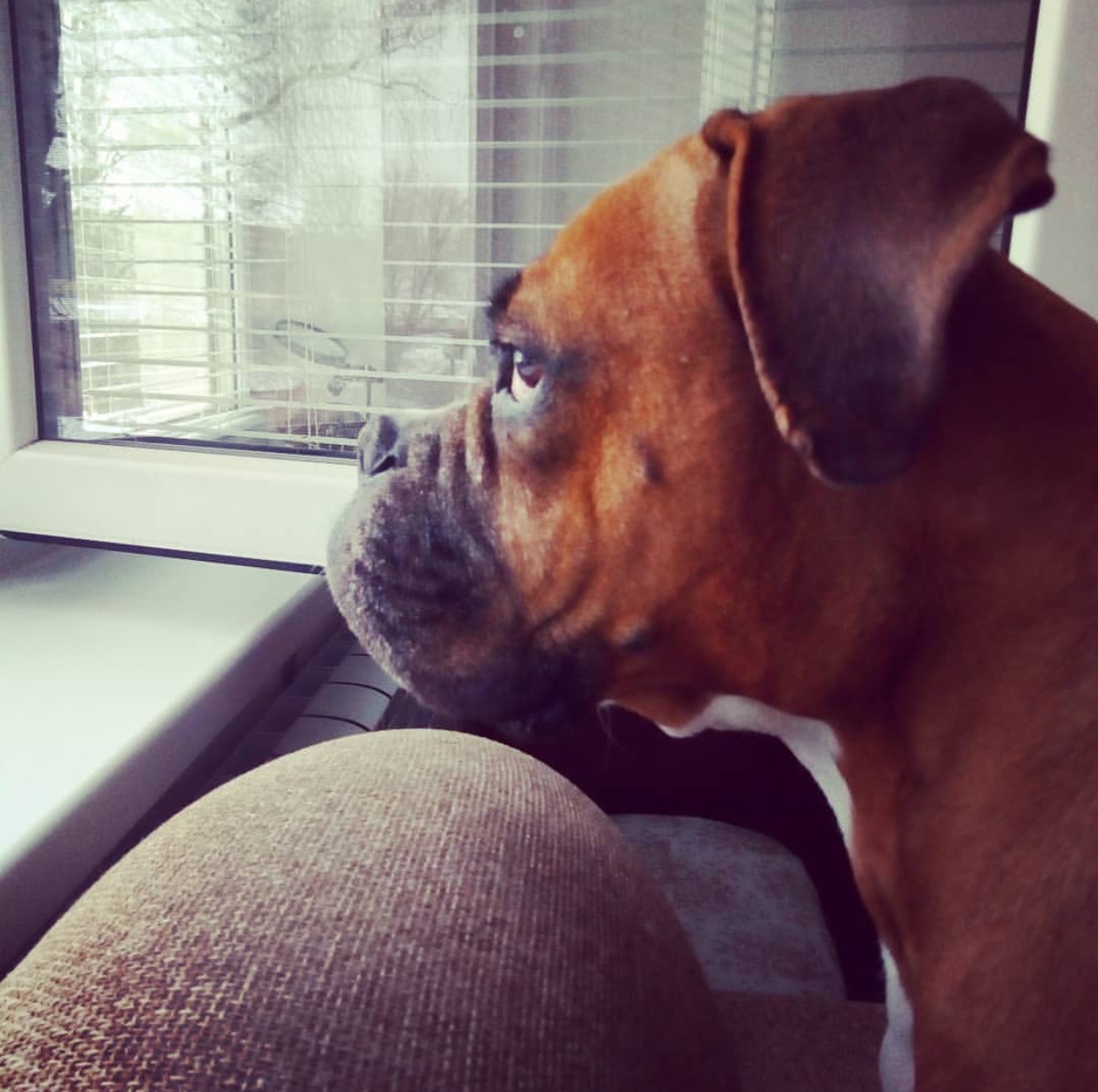 A Boxer dog staring outside the window